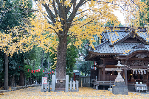 イチョウのご神木と社殿